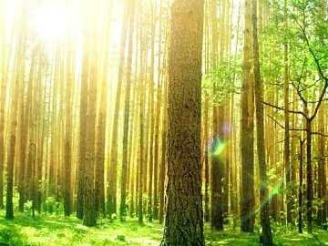 Warm sunshine pine forest natural background texture (ID:ffaeh530076)