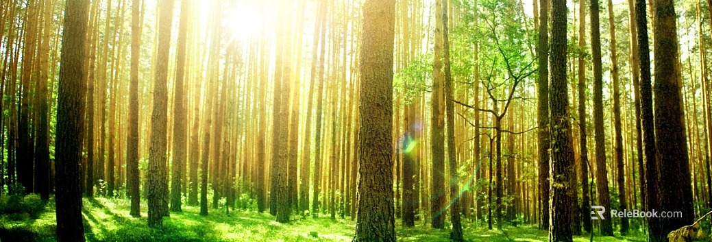 Warm sunshine pine forest natural background texture