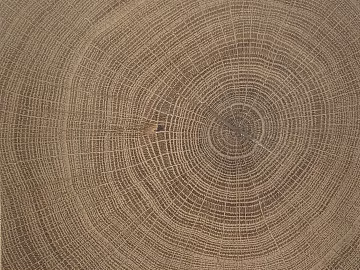 annual rings texture (ID:ffach722900)