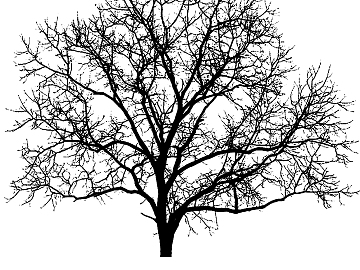 black and white tree shadow texture (ID:ffabg97615)