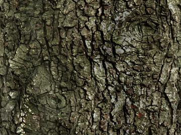 bark texture (ID:ffaff4768)