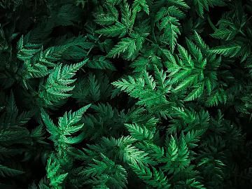 leaves texture (ID:ffaeg50533)