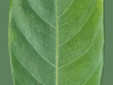 leaves texture (ID:ffajg01088)