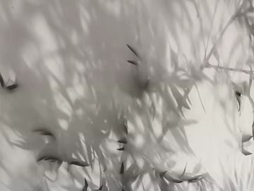 Black and white tree shadows texture (ID:ffaeh796556)