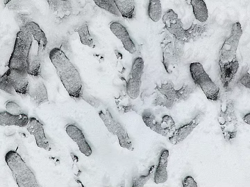 Ground-Snow texture (ID:ffhee723)