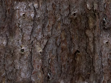 bark texture (ID:ffaag74686)