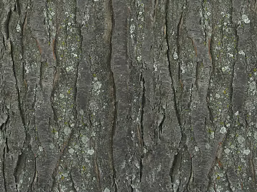 bark texture (ID:ffaag31544)