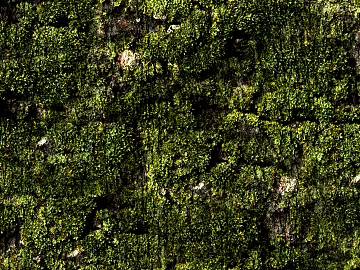 moss texture (ID:ffabg22025)