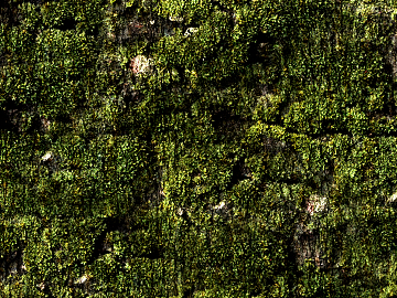 moss texture (ID:ffabg22025)