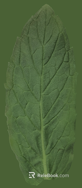 green leaf texture