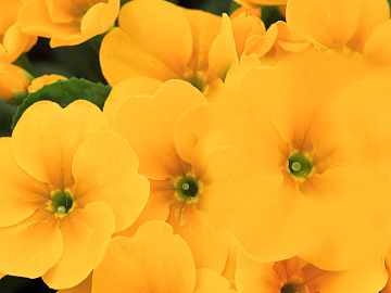 Flowers texture (ID:ffacg00118)