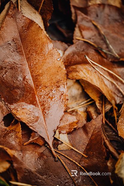 leaves texture