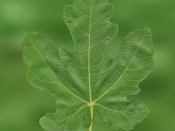 green leaf texture (ID:ffaag90139)