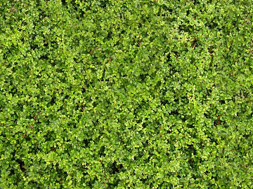 Turf texture (ID:ffabg99499)