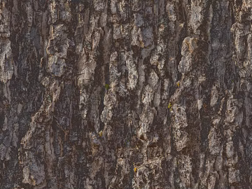 ancient tree bark texture (ID:ffhbd85)