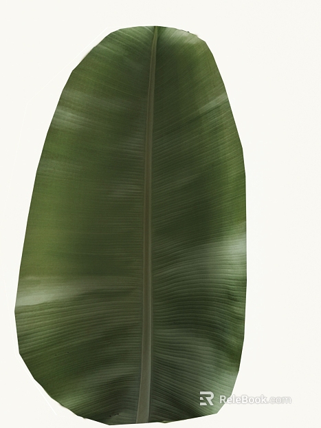 Green banana leaf natural plant map texture