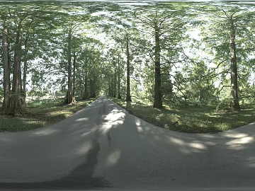 Forest Path texture (ID:ffach469565)
