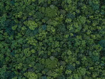 Forest top view texture (ID:ffach695656)