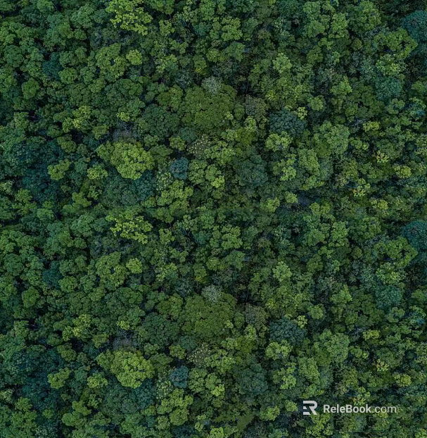 Forest top view texture