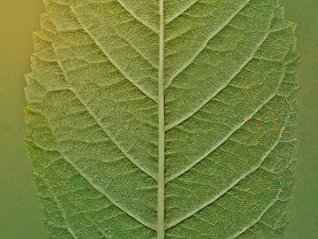 leaves texture (ID:ffaag31299)