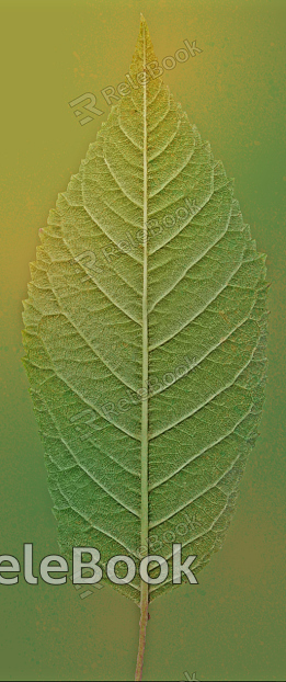 A dense cluster of lush, green leaves with vibrant hues, tightly packed and overlapping, forming a rich, textured foliage canopy.