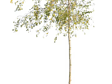 Trees Autumn Trees Big Trees Small Trees Commercial Trees Roadside Trees Community Greening texture (ID:ffach556143)