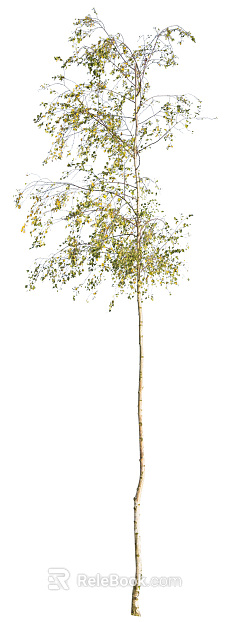 Trees Autumn Trees Big Trees Small Trees Commercial Trees Roadside Trees Community Greening texture