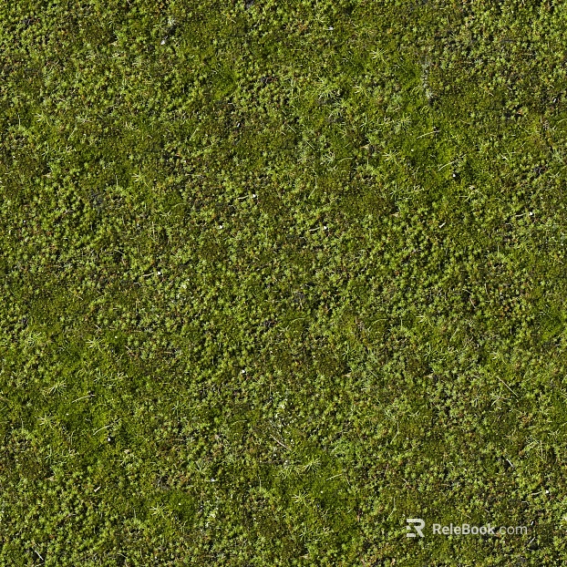 moss texture