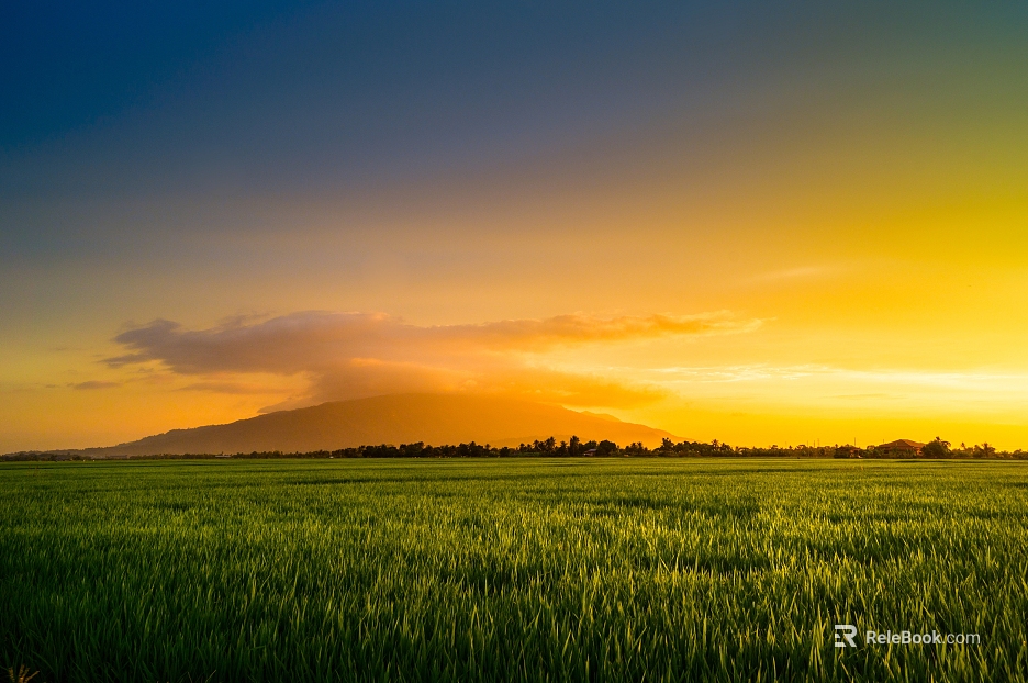 Wild Scenery texture