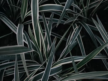 leaves texture (ID:ffagg37945)