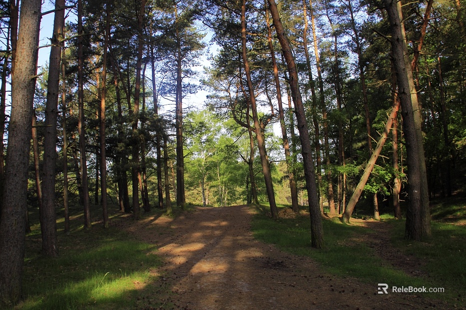 Forest texture