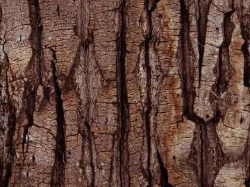 bark texture (ID:ffacg72847)