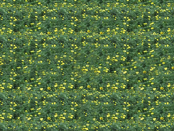 Plants texture (ID:ffaff6026)