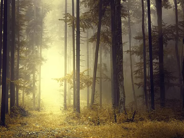 Forest texture (ID:ffabg87812)