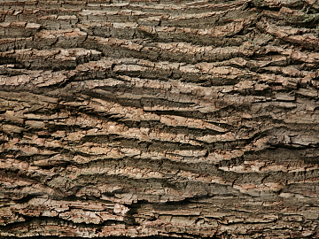 bark texture (ID:ffacg30271)