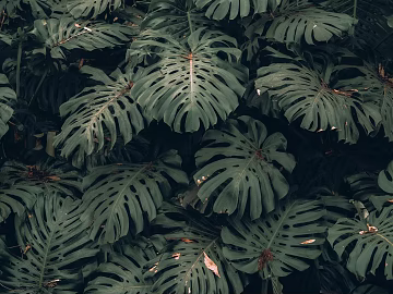 plant pattern texture (ID:ffagg71798)