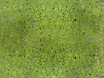 moss texture (ID:ffabg02515)