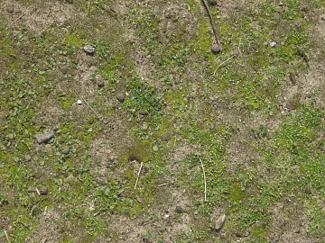 moss texture (ID:ffadf2422)