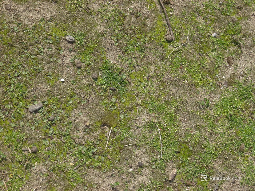 moss texture