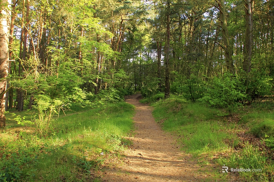 Forest texture