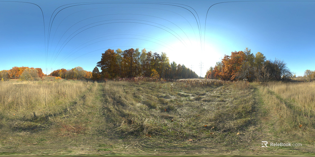 outdoor dense meadow forest landscape daytime hdr texture