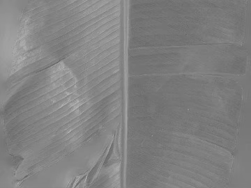Grey banana leaf natural texture (ID:ffaeh167289)