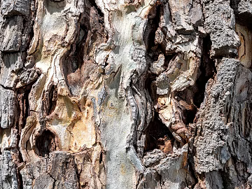 bark texture (ID:ffagg13888)