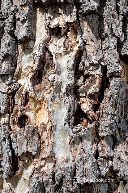 bark texture