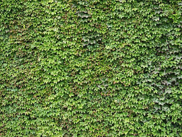 Plants texture (ID:ffagg77058)