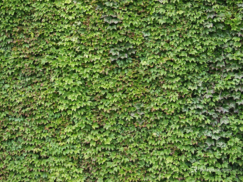 Plants texture