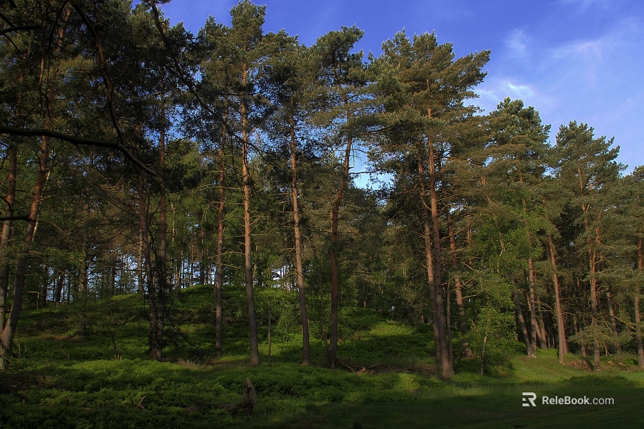 Wild Scenery texture