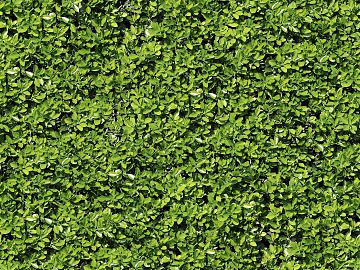 Plants texture (ID:ffajg66577)