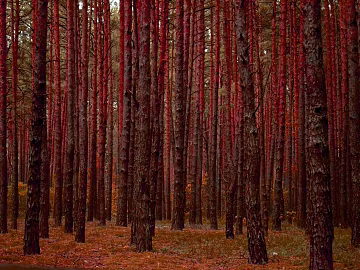 Forest 3d model