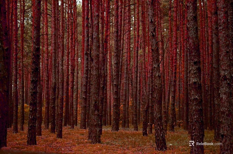 Forest texture